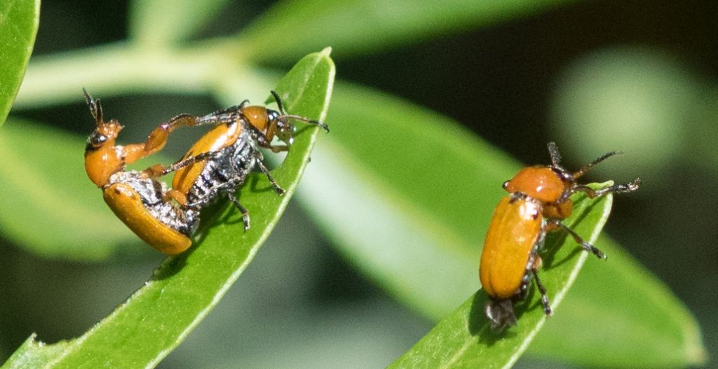 Crisomelide su lentisco: Macrolenes dentipes